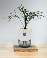 Phoenix Palm